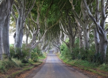 Beech Avenue: A Walk You Just Have To Experience Once In Your Lifetime